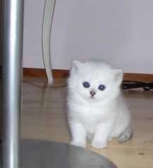 Persian kittens for sale, Persian cat for sale, Beautiful persian