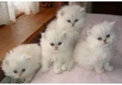 Cute male and female Persian Kittens for sale