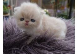 chinchilla Persian kittens
