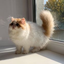 Affectionate Cute Persian Kitten