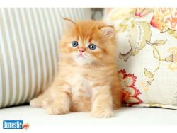 Persian kittens for sale, Persian kittens, Persian kittens for adopt