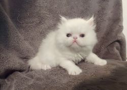 Male Persian kitten