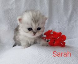 Shaded Silver Persian Female Kittens