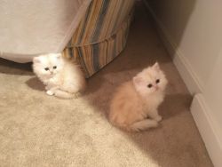 Doll-Faced Persian Kittens