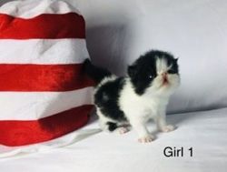 CFA Gorgeous Persian Kittens