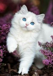 Persian /Himalayan kittens for sale!