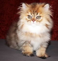 Golden Tabby Persian Male Kitten - CFA Reg