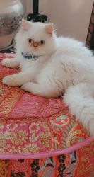 White Flame Point Persian kitten
