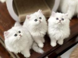 Adorable Persian Kittens for sale