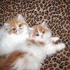 Adorable Persian kittens for sale