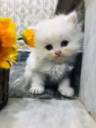 Adorable Persian kittens for adoption