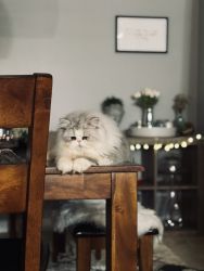Registered silver shaded male Persian cat