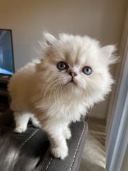 Two female Persian kittens available