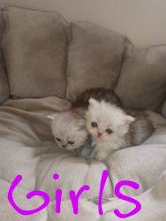 Persian kittens are here