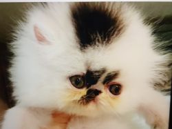Pure Bred Persian Kitten