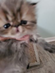 Flat nosed Persian Kittens for sale