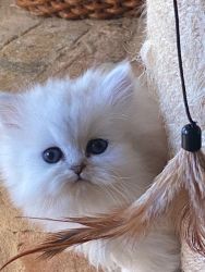 silver Persian male kitten
