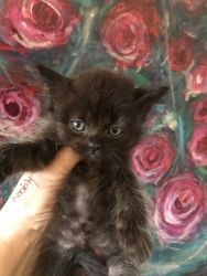 Persian kitten $250