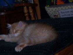 Red Tabby Male Persian