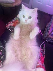 Beautiful solid white four-month-old male Persian
