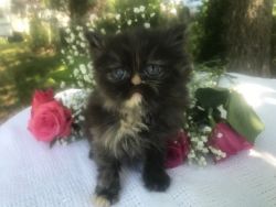 Gorgeous Persian kittens CFA registered