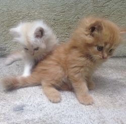 Excellent Persian Kitten