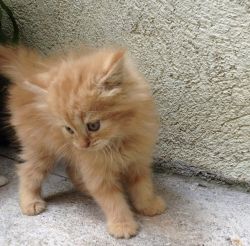 Friendly Persian Kittens