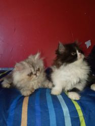 Persian kittens are here!