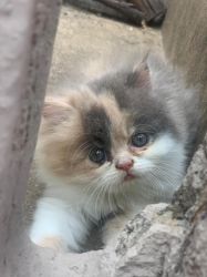 Full punch persian cat for sale
