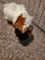 Guinea pig for sell plus cage and play area