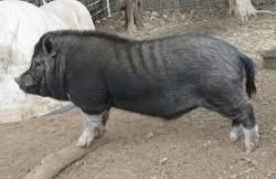 large black pig