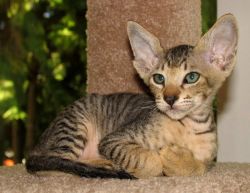 Extremely beautiful Peterbald kittens