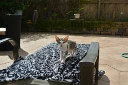 Peterbald Kittens for Sale!