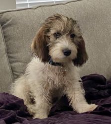 New Petit Basset Griffon Vendeen puppy