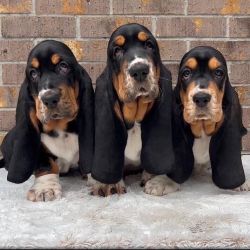 Basset hound puppies for sale
