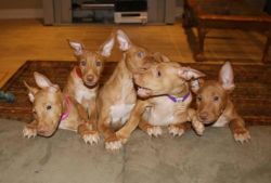 Pharoah Hound Puppies