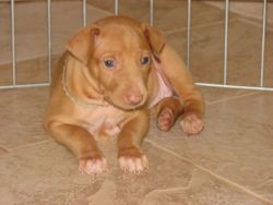 Pharoah hound Puppies for sale (xxx) xxx-xxx4