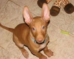 Great Pharaoh Hound puppies ready to go now