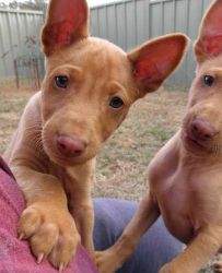 line Pharaoh Hound puppies ready Now