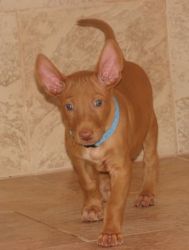 Cute Pharaoh Hound available for a new home