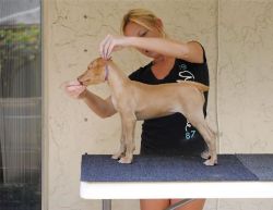 Cute Pharaoh Hound pure breed for sale to lovers.
