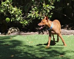 Cute and healthy Pharaoh Hound puppy for sale
