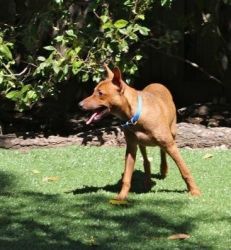 Sweet Pharaoh Hound puppy for sale
