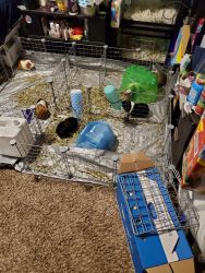 Rehoming guinea pigs