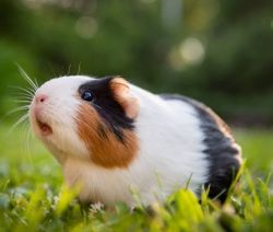 Ginee pig for sale