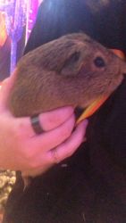 Brown male guinea pig with cage and accessories