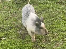 Mini pig he is 1.5 years old. He knows his name will sit for treats. H