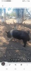 Breeding boar