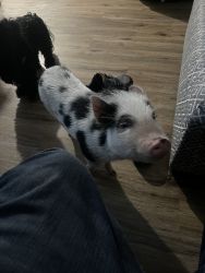Wilbur the Mini Pig