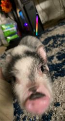 Mini pig needs new home
